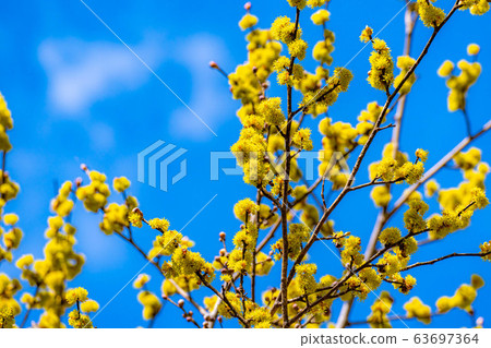 Dankubai [長野縣]的花和藍天 63697364