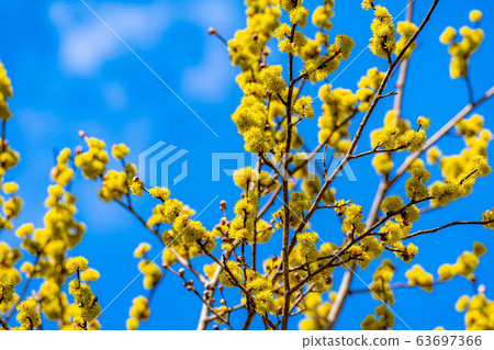 Flower and blue sky of Dankubai [Nagano Prefecture] 63697366