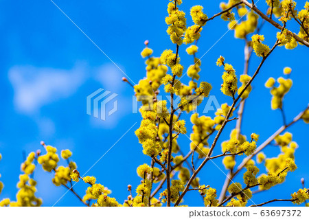 Flower and blue sky of Dankubai [Nagano Prefecture] 63697372