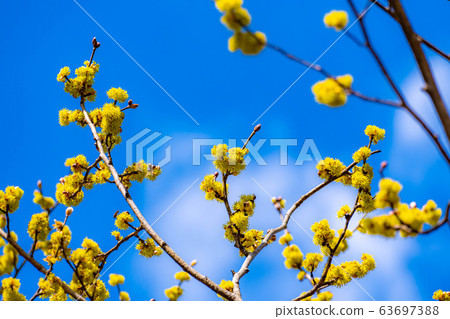 Flower and blue sky of Dankubai [Nagano Prefecture] 63697388