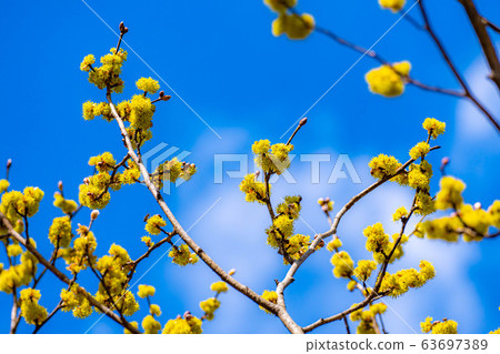 Flower and blue sky of Dankubai [Nagano Prefecture] 63697389