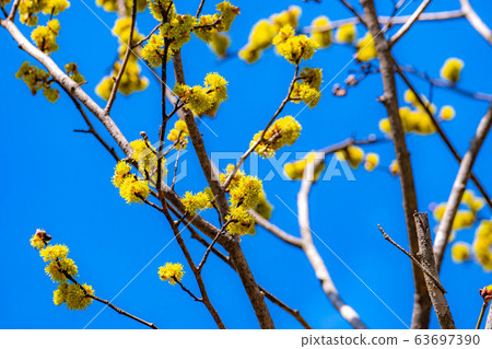 Flower and blue sky of Dankubai [Nagano Prefecture] 63697390