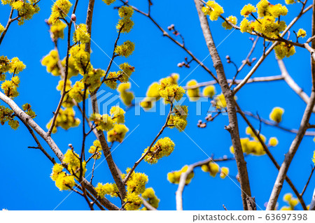 Dankubai [長野縣]的花和藍天 63697398