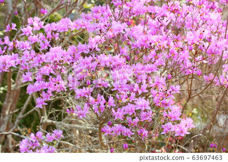 Toshanobu azalea flower 63697463