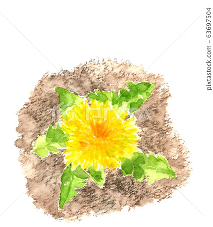 Watercolor dandelion seen from directly above 63697504