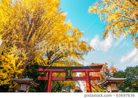 Nezu shrine at autumn in Tokyo, Japan 63697636