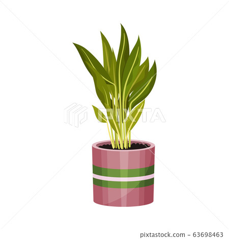 House Plant with Long Pointed Leaves Growing in Pot Vector Illustration 63698463