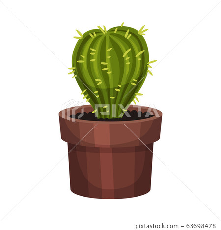 House Plant with Sharp Spikes Growing in Pot Vector Illustration 63698478