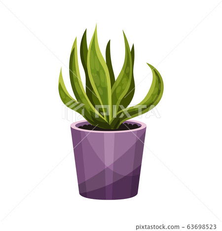 House Plant with Long Pointed Leaves Growing in Pot Vector Illustration 63698523