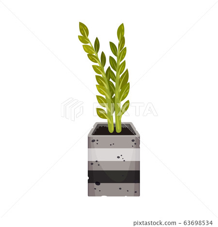 House Plant with Pointed Leaves Growing in Pot Vector Illustration 63698534