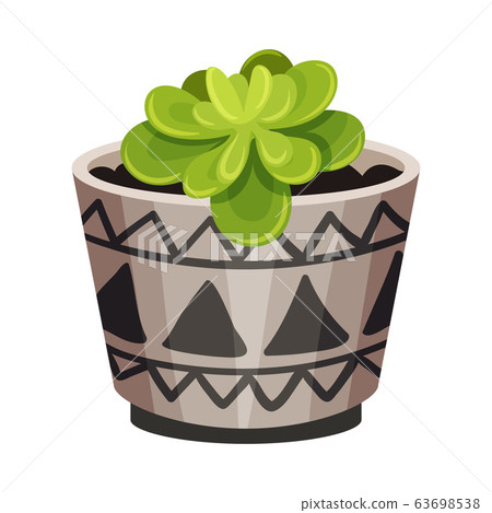 House Plant with Rounded Leaves Growing in Pot Vector Illustration 63698538