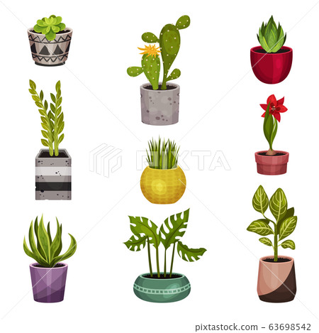House Green Plants Growing in Pots Vector Set House Green Plants Growing in Pots Vector Set 63698542