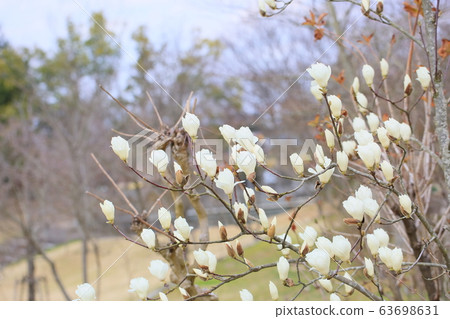 Yulan magnolia flower 63698631