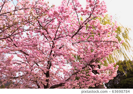 春天櫻花 63698784