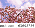 天空和櫻花 63698786