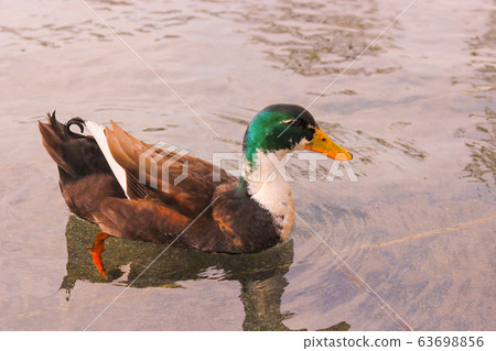 可愛的雷鴨 可愛的雷鴨 63698856