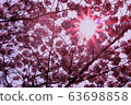 櫻花和太陽 63698858