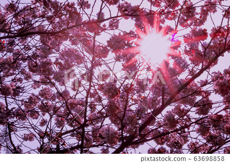 櫻花和太陽 櫻花和太陽 63698858