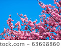 櫻花宣布粉紅色的春天 63698860