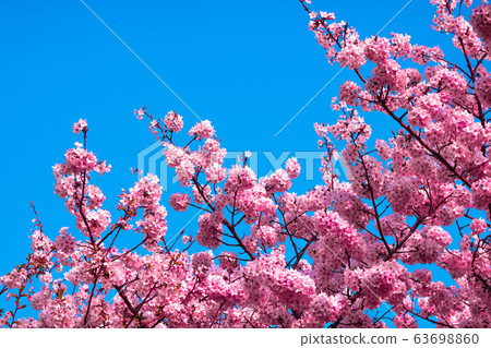 櫻花宣布粉紅色的春天 櫻花宣布粉紅色的春天 63698860