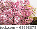 盛開的櫻花樹 63698875
