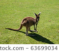 Perth Kangaroo 63699034
