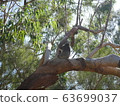 Perth Koala 63699037