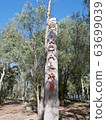 australia, australian, west australia 63699039