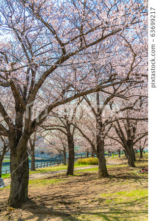 Cherry blossoms at Akabane Sakuratsutsugi in Kita-ku, Tokyo, Japan 63699217