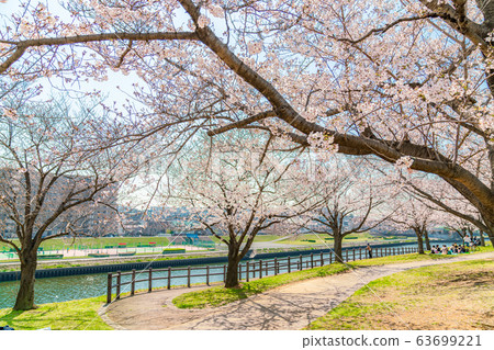 Cherry blossoms at Akabane Sakuratsutsugi in Kita-ku, Tokyo, Japan 63699221