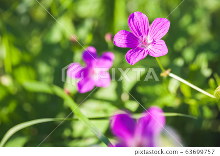 Wild purple flowers growing in European forest Wild purple flowers growing in European forest 63699757