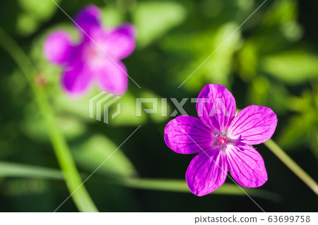 Wild purple flowers, macro photo with selective Wild purple flowers, macro photo with selective 63699758