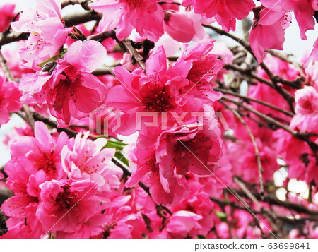 Kinugasayama公園花桃 Kinugasayama公園花桃 63699841