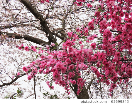 Kinugasayama公園花桃 Kinugasayama公園花桃 63699843