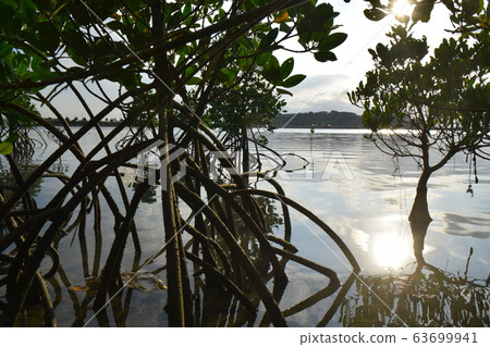 沖繩紅樹林 沖繩紅樹林 63699941