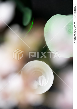 Sake and cherry blossoms 63700072