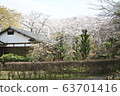 Sakura Castle Ruins Park 63701416