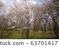 Sakura Castle Ruins Park 63701417