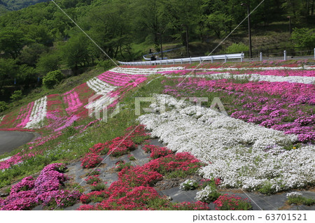 薄荷櫻桃樹 63701521