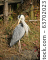 Lovely heron 63702023