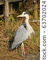 Lovely heron 63702024