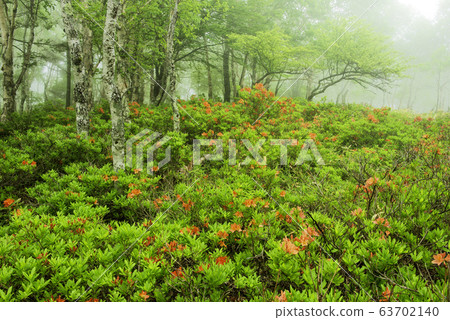 Azalea blooming in the fog 63702140