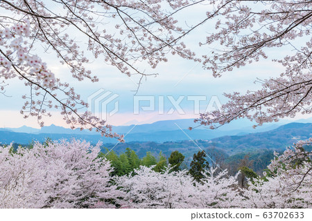 春天的景色群馬縣安中市五官城城堡公園盛開的櫻花 照片素材 圖片 圖庫