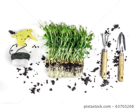 Sprouts of peas microgreen with soil and worms 63703208