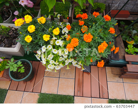 花園萬壽菊-亮橙色和黃色 花園萬壽菊-亮橙色和黃色 63703447