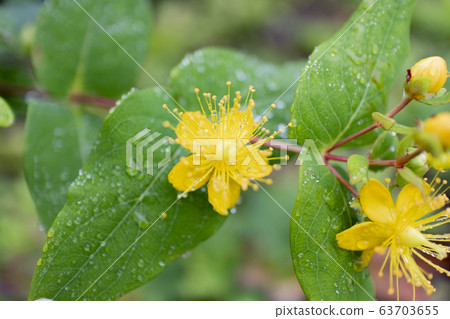 Yellow flower 63703655
