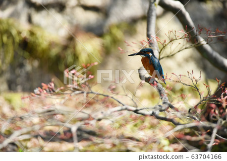 Kingfisher 733 Kingfisher 733 63704166