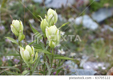 Flowers of the Altai Mountains. Cold gentian Flowers of the Altai Mountains. Cold gentian 63705122