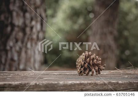 Brown pine cone with resin on wooden table in the 63705146