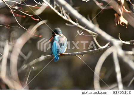 Kingfisher 558 63705398